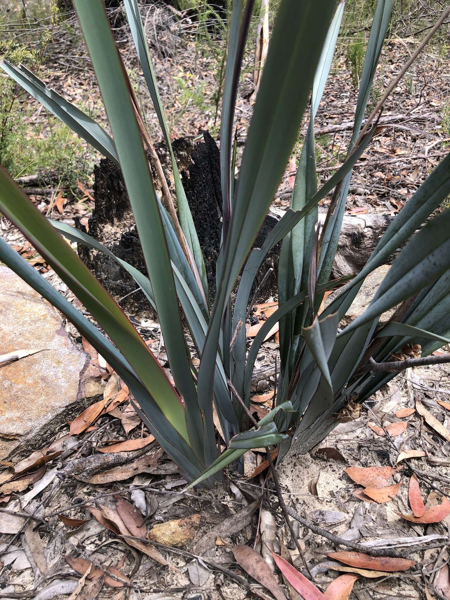 Image of Dianella prunina R. J. F. Hend.