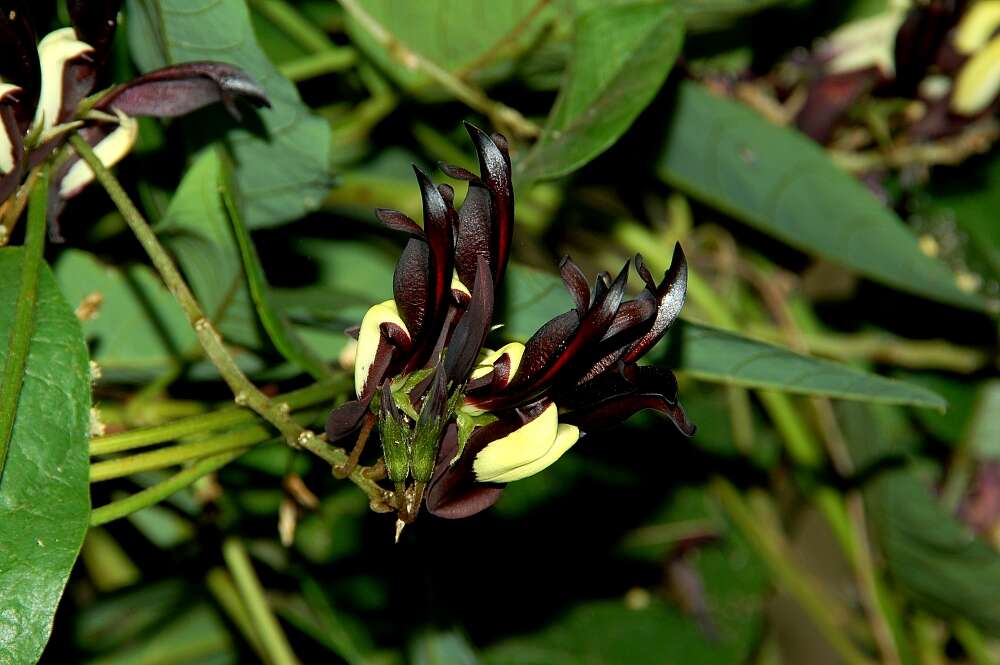 Image of black coral-pea