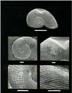 Image of Flammoconcha stewartensis Dell 1952