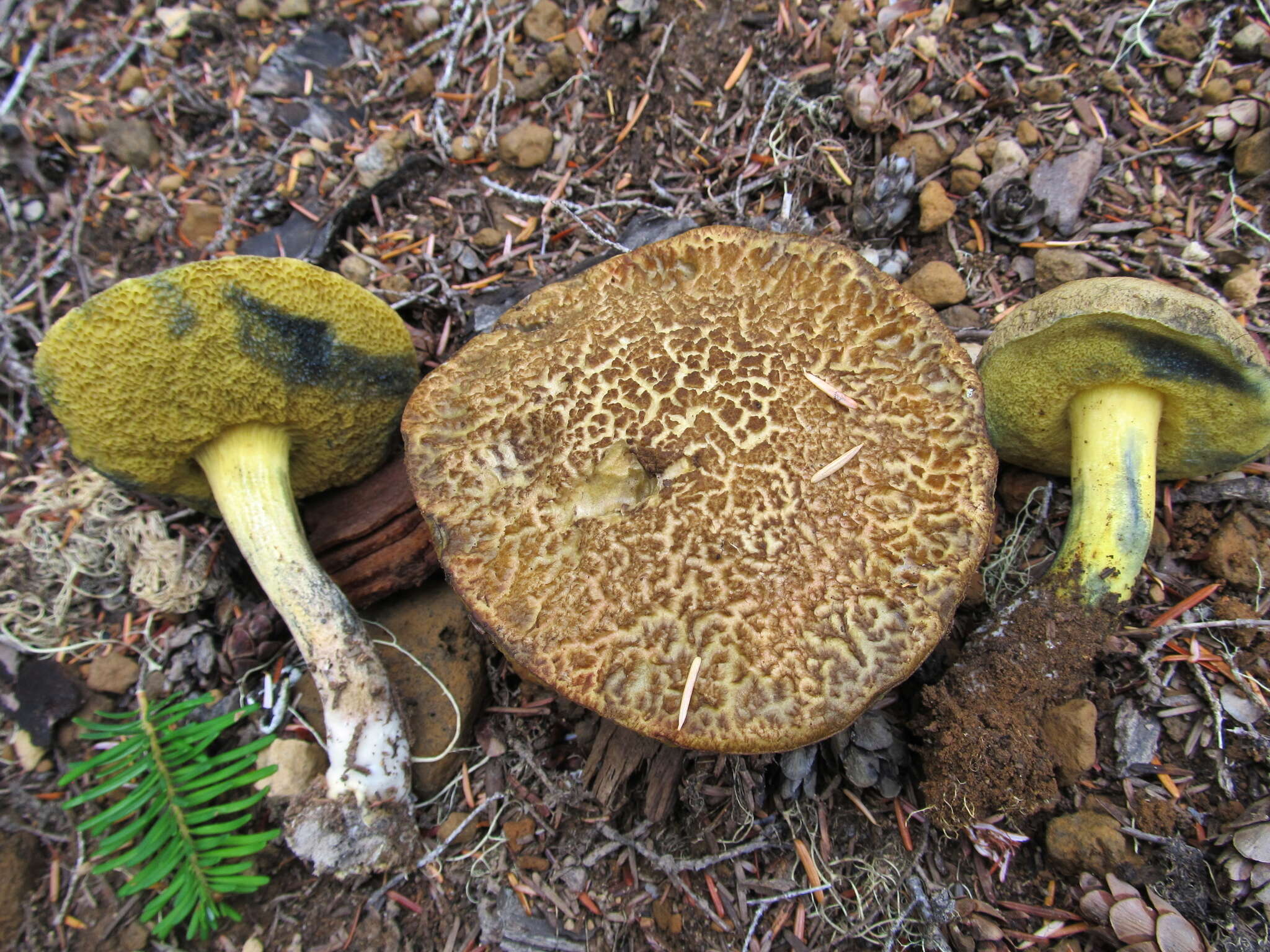 Cyanoboletus rainisiae (Bessette & O. K. Mill.) Gelardi, Vizzini & Simonini 2014 resmi