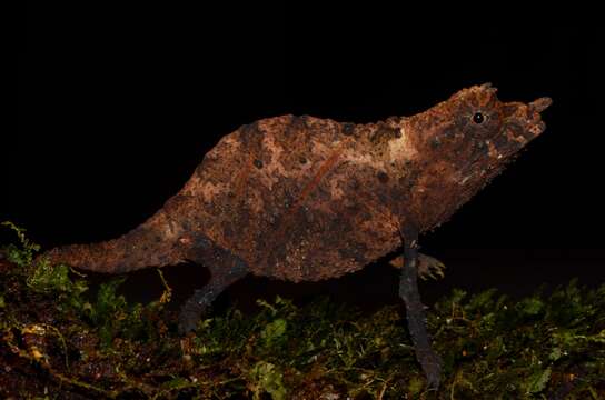 Image of Cameroon Stumptail Chameleon