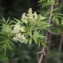 Image of Sambucus racemosa subsp. sieboldiana (Bl. ex Miq.) Hara