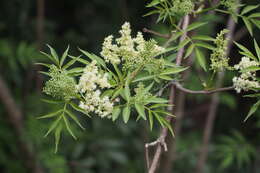 Image of Sambucus racemosa subsp. sieboldiana (Bl. ex Miq.) Hara