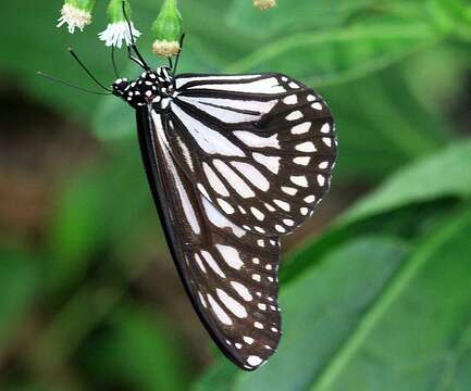 Sivun Danaus (Anosia) ismare subsp. alba Morishita 1981 kuva