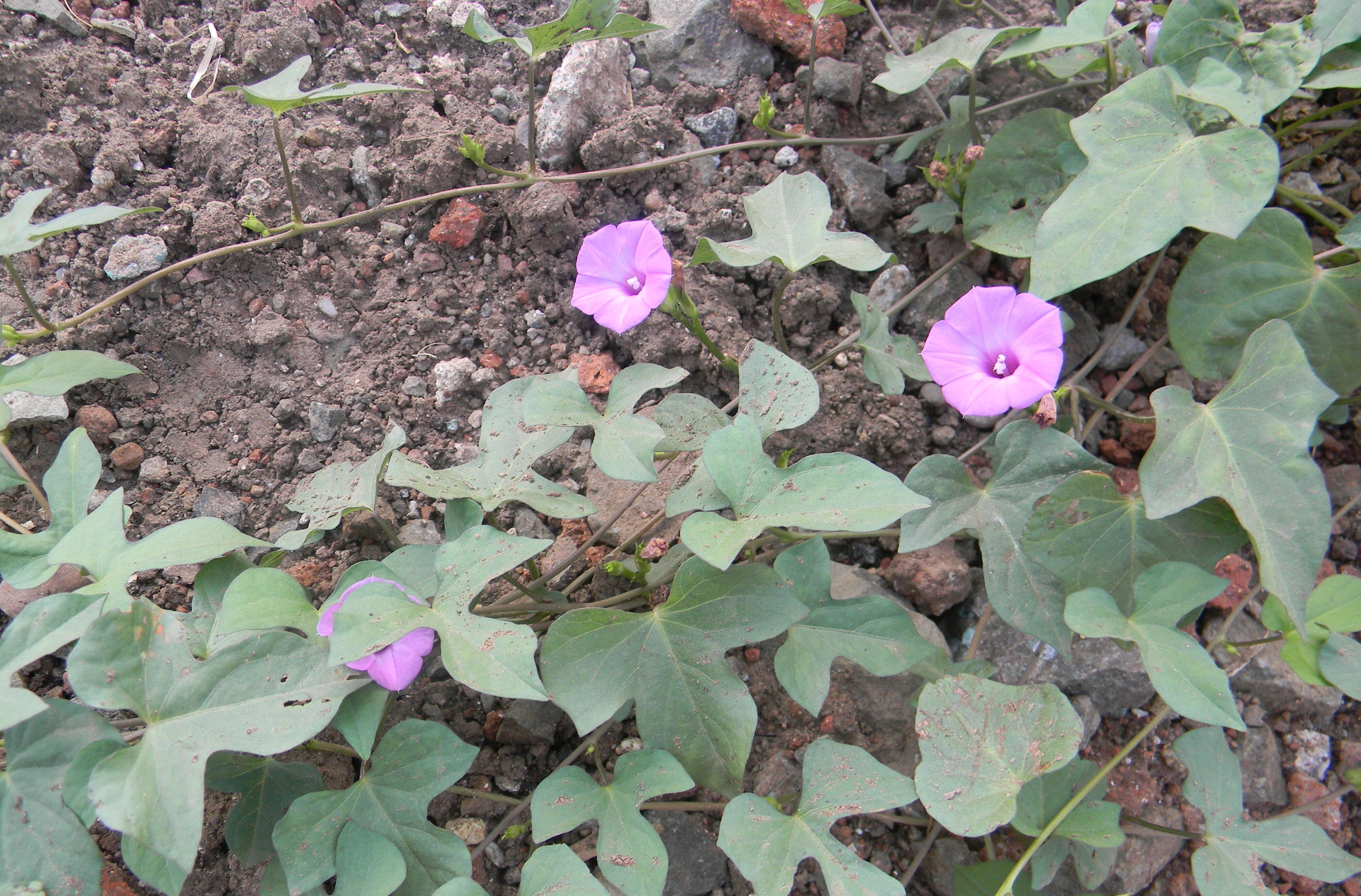 Plancia ëd Ipomoea triloba L.