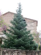 Image of Spanish Fir