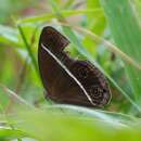 Image of Dusky Bush-brown