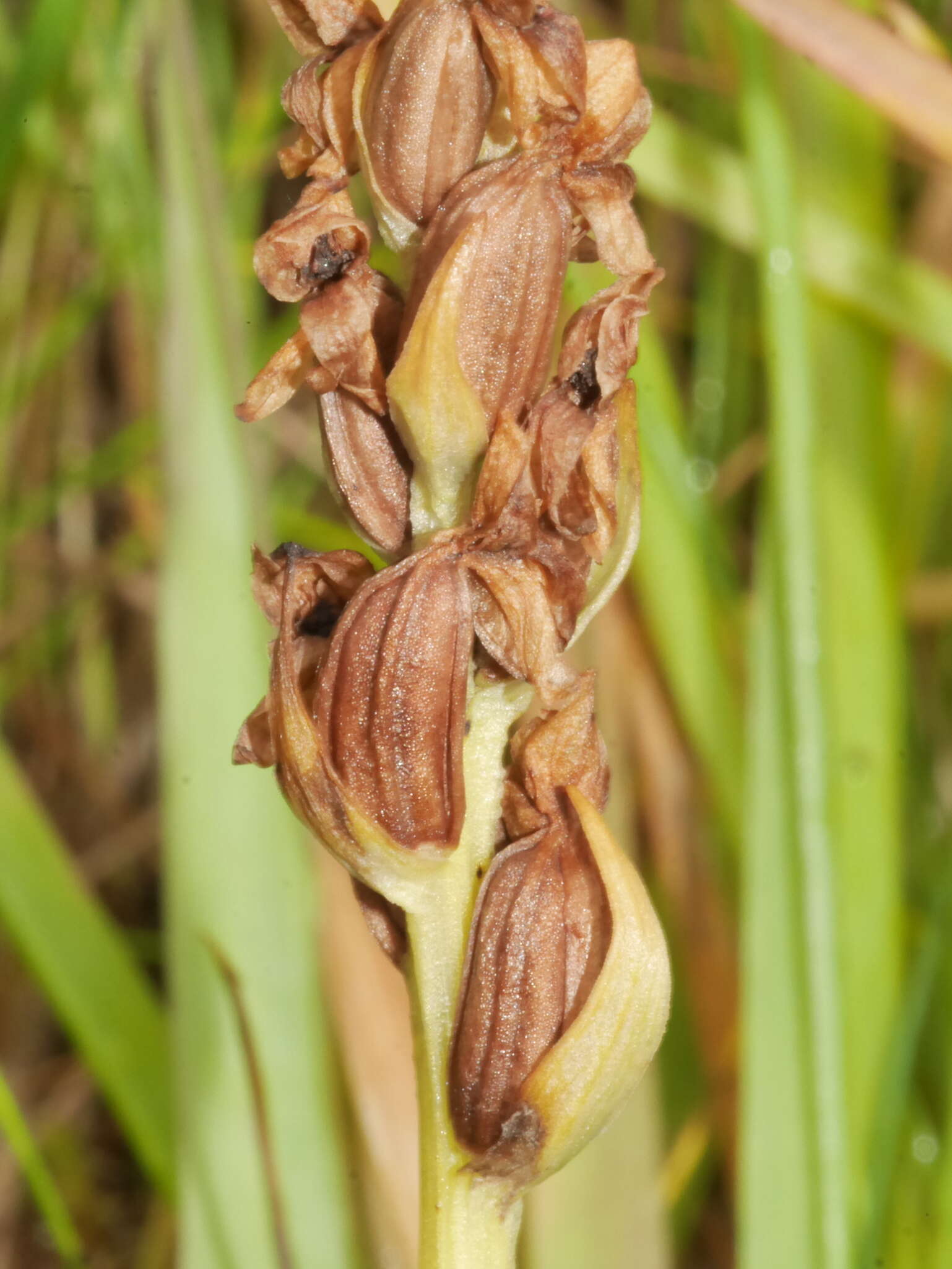 Image of Northern green orchid