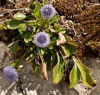 Image of Globularia bisnagarica L.