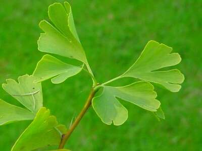 Image of Ginkgoopsida