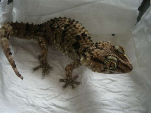 Image of Turner's thick-toed gecko