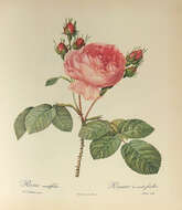 Plancia ëd Rosa centifolia L.