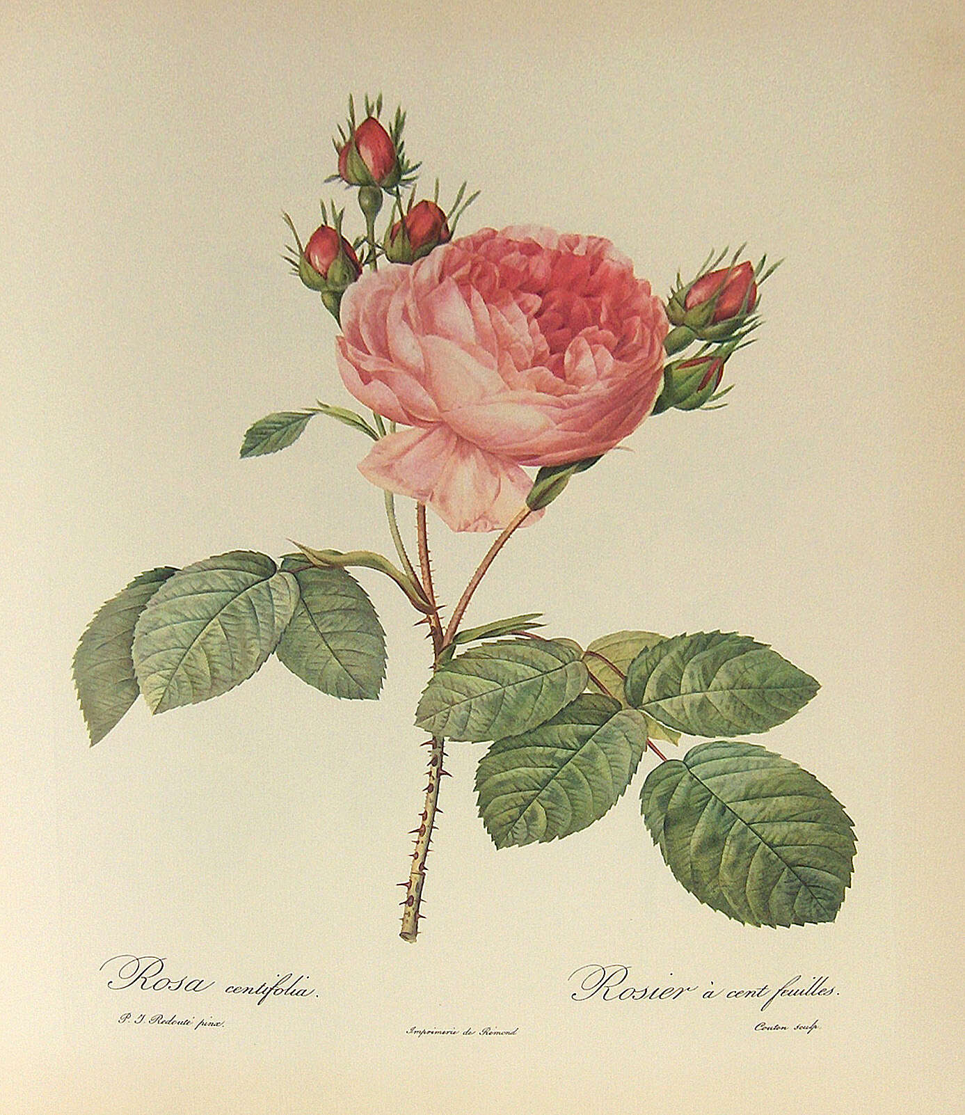 Image of cabbage rose