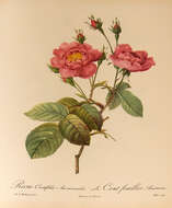 Plancia ëd Rosa centifolia L.