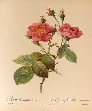 Plancia ëd Rosa centifolia L.