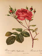 Plancia ëd Rosa centifolia L.