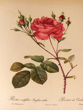 Image of cabbage rose