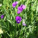 Image of Viola cassinensis subsp. cassinensis