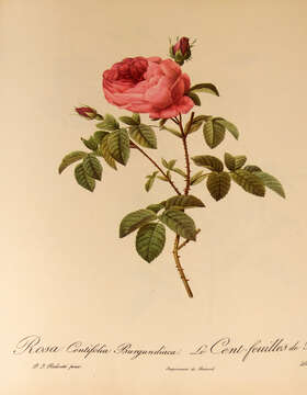 Image of cabbage rose