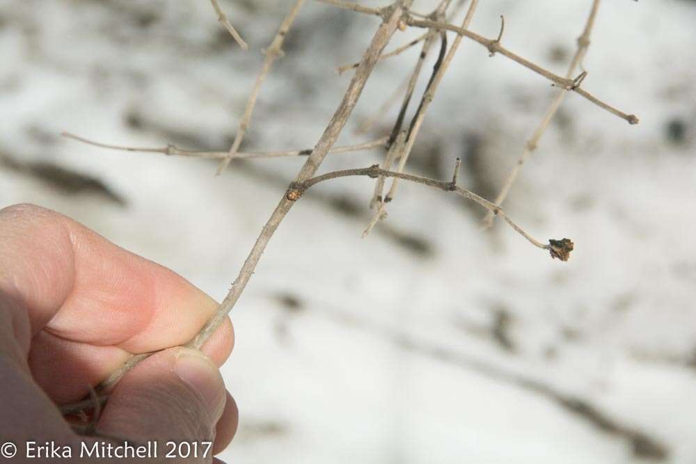 Plancia ëd Lonicera morrowii Gray