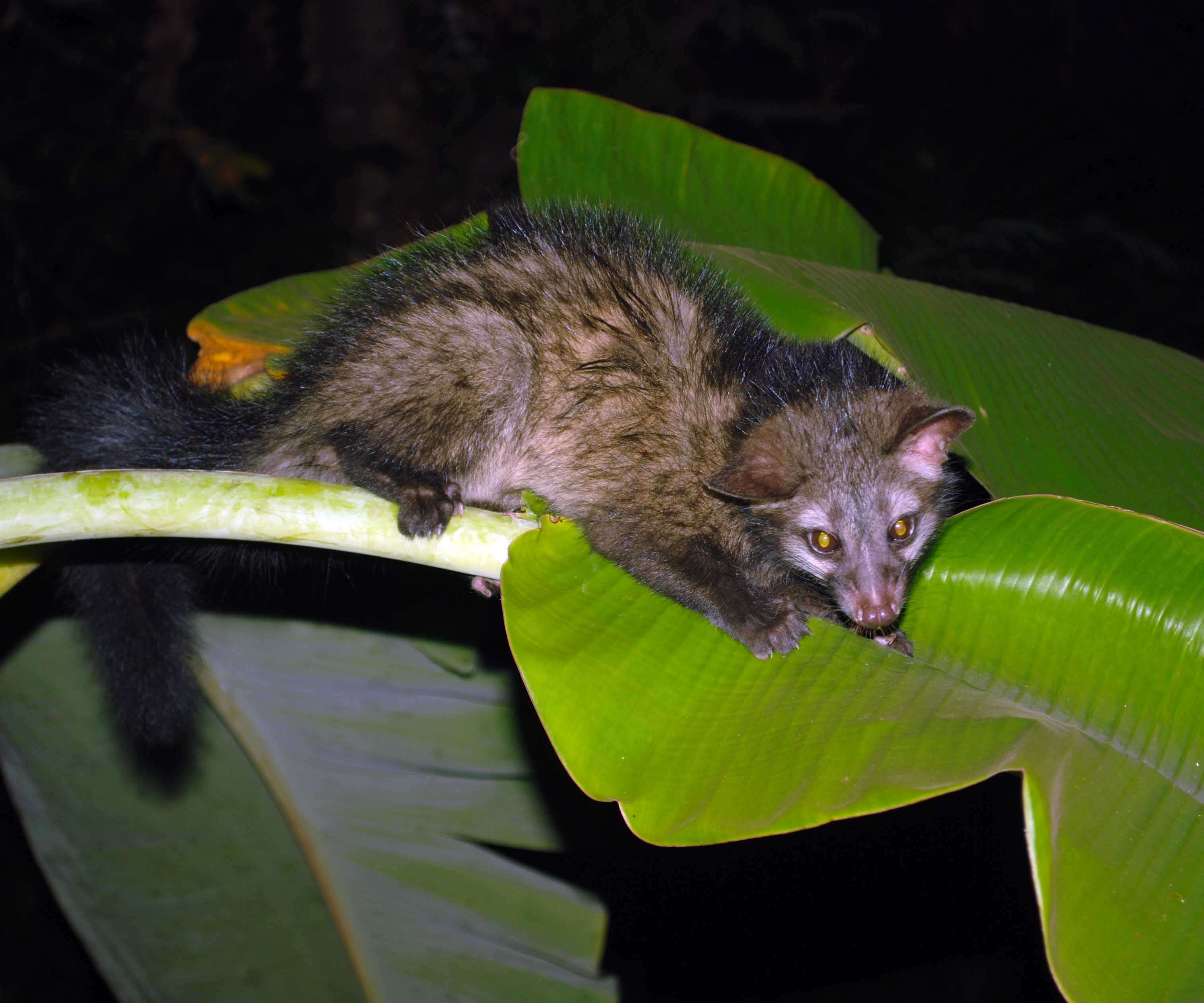 Image of Common palm civet