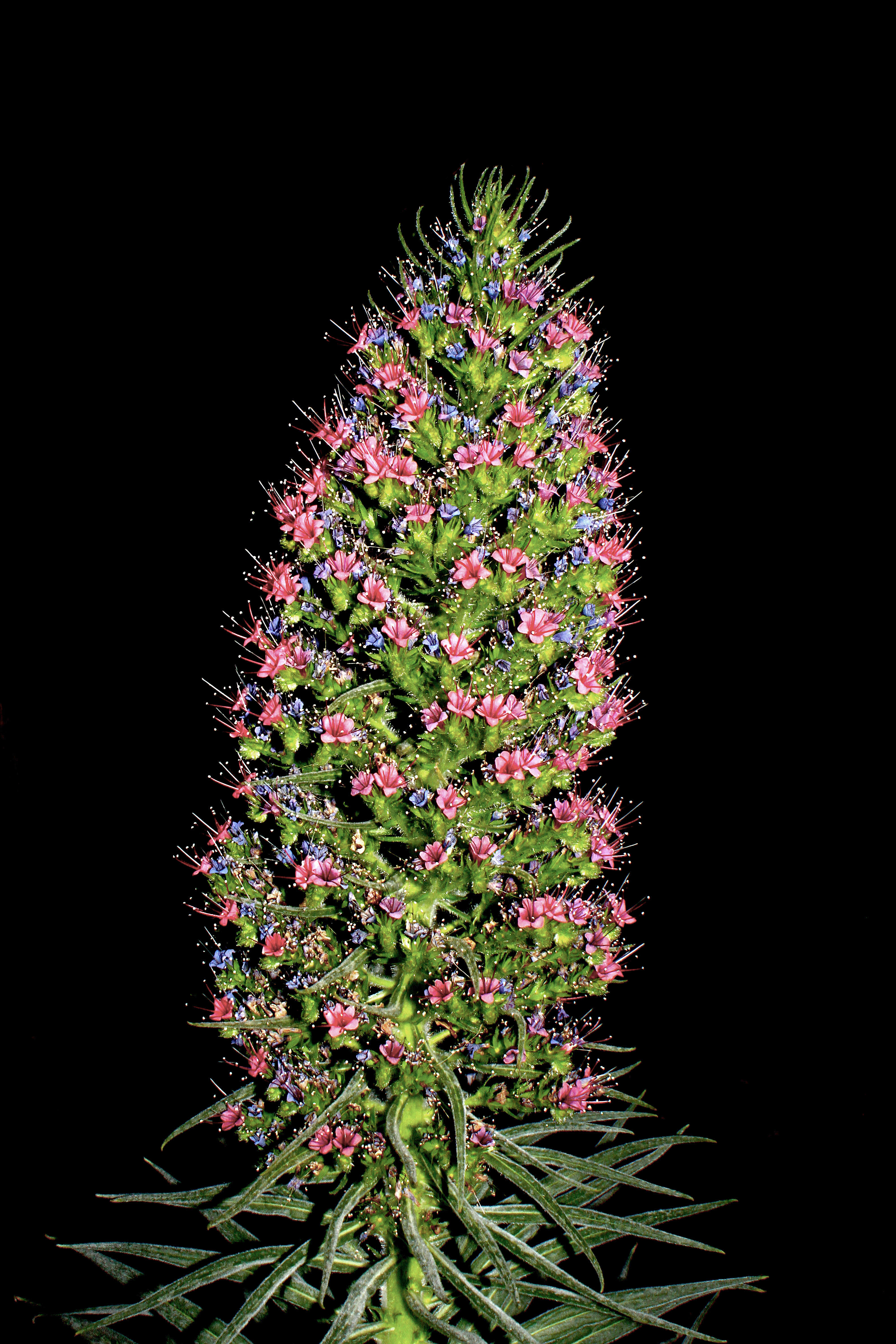 Image of Echium wildpretii H. H. W. Pearson ex Hook. fil.