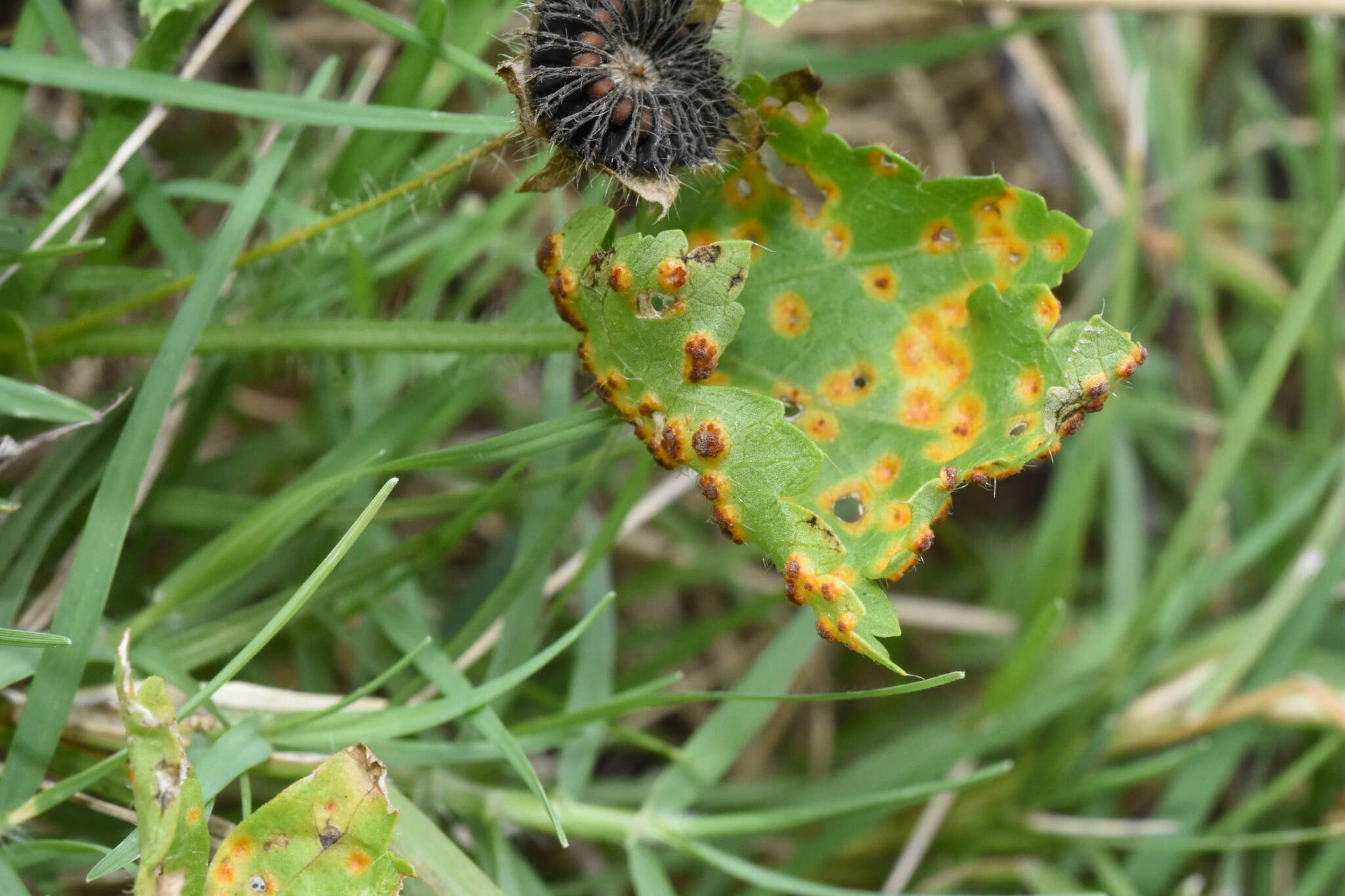 Image of Puccinia modiolae P. Syd. & Syd. 1903