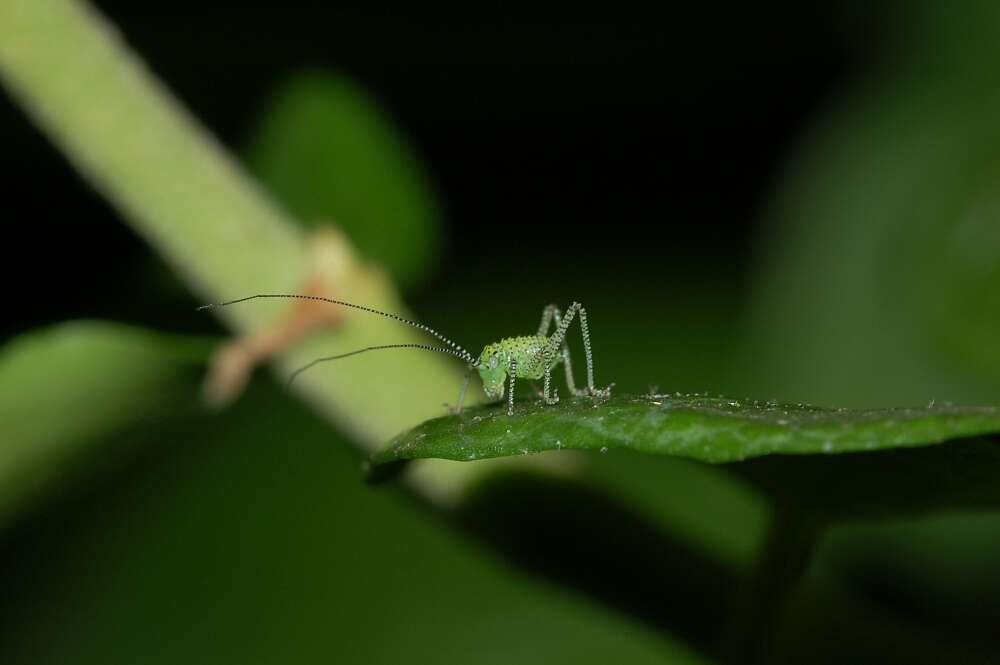 Image of speckled bush-cricket