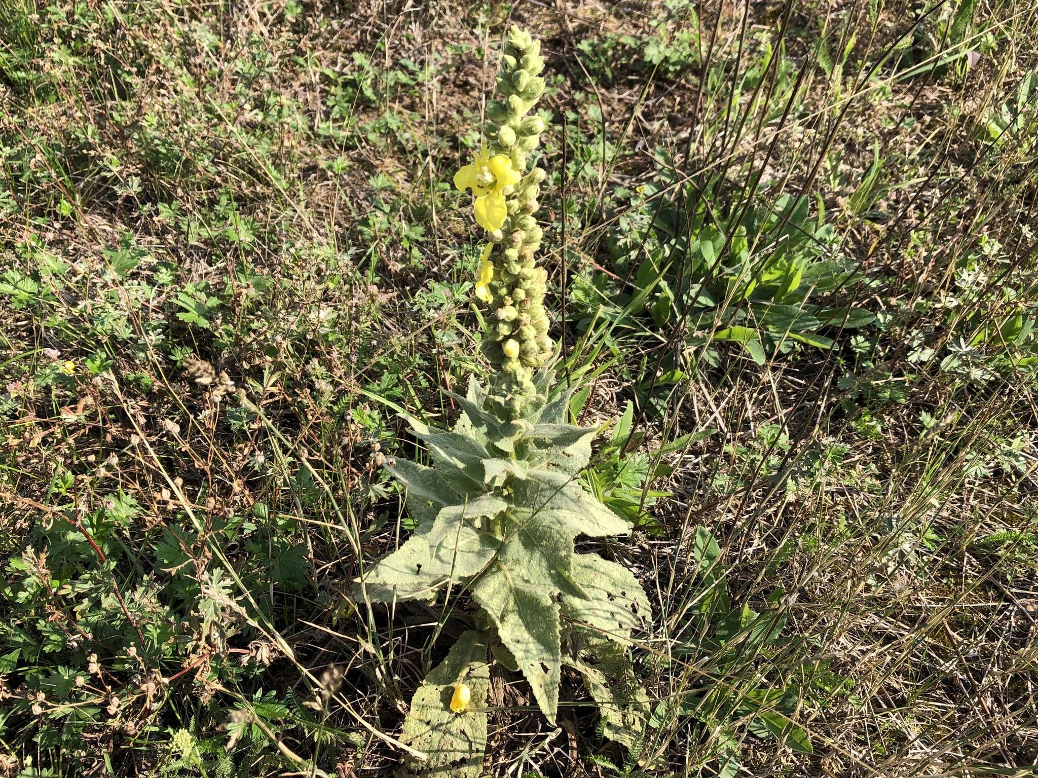 Image of denseflower mullein