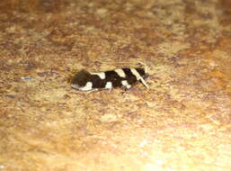 Image of Macrobathra arrectella Walker 1864