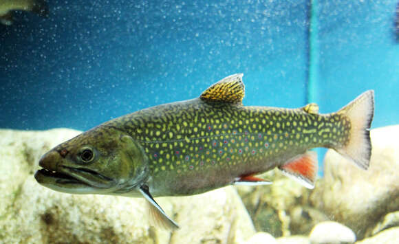 Image of brook trout