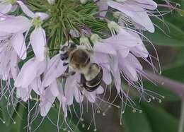 Image of Anthophora walshii Cresson 1869