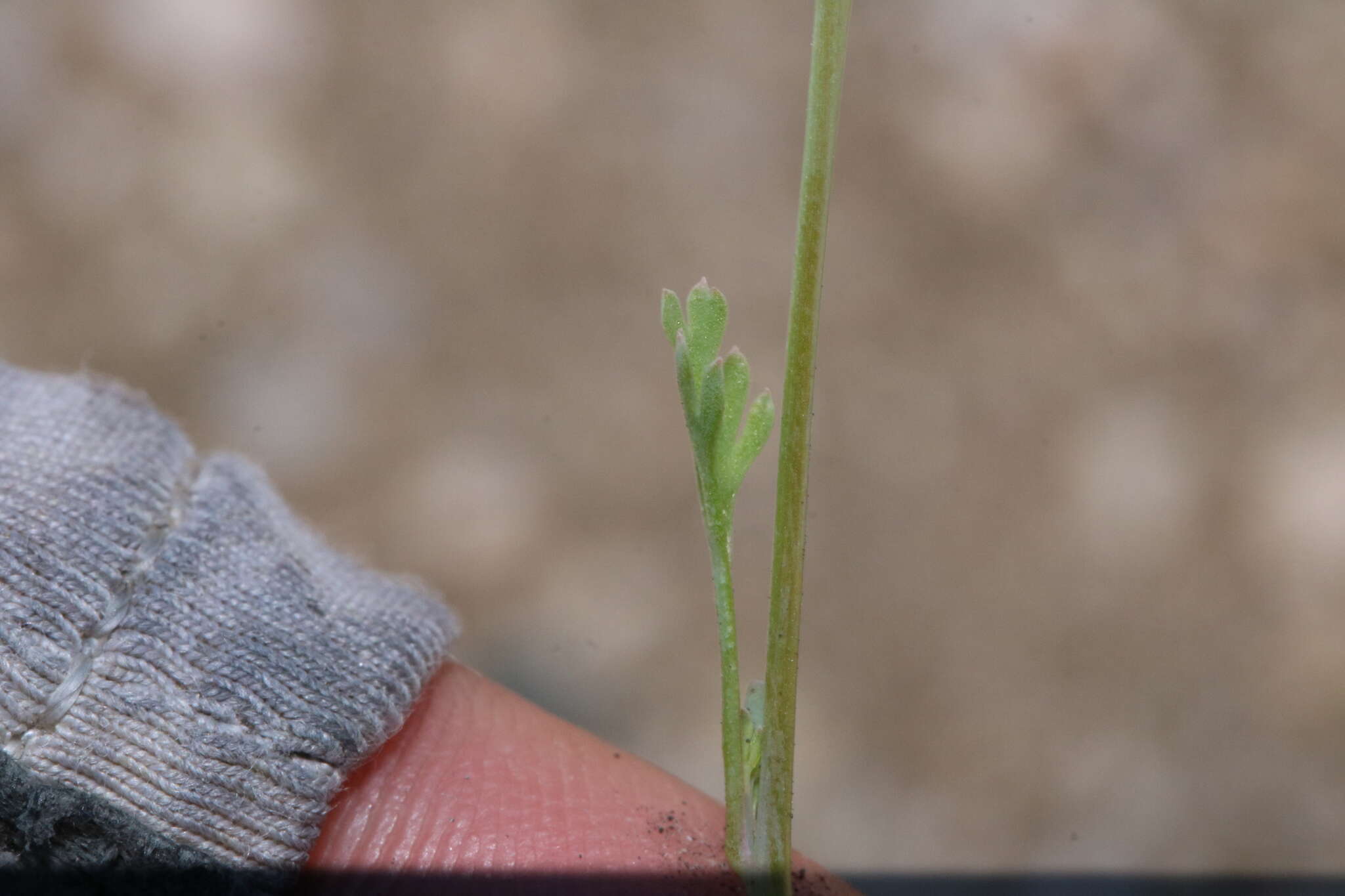 Image of Eschscholzia androuxii Still