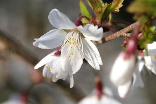 Imagem de Prunus incisa C. P. Thunb. ex A. Murray