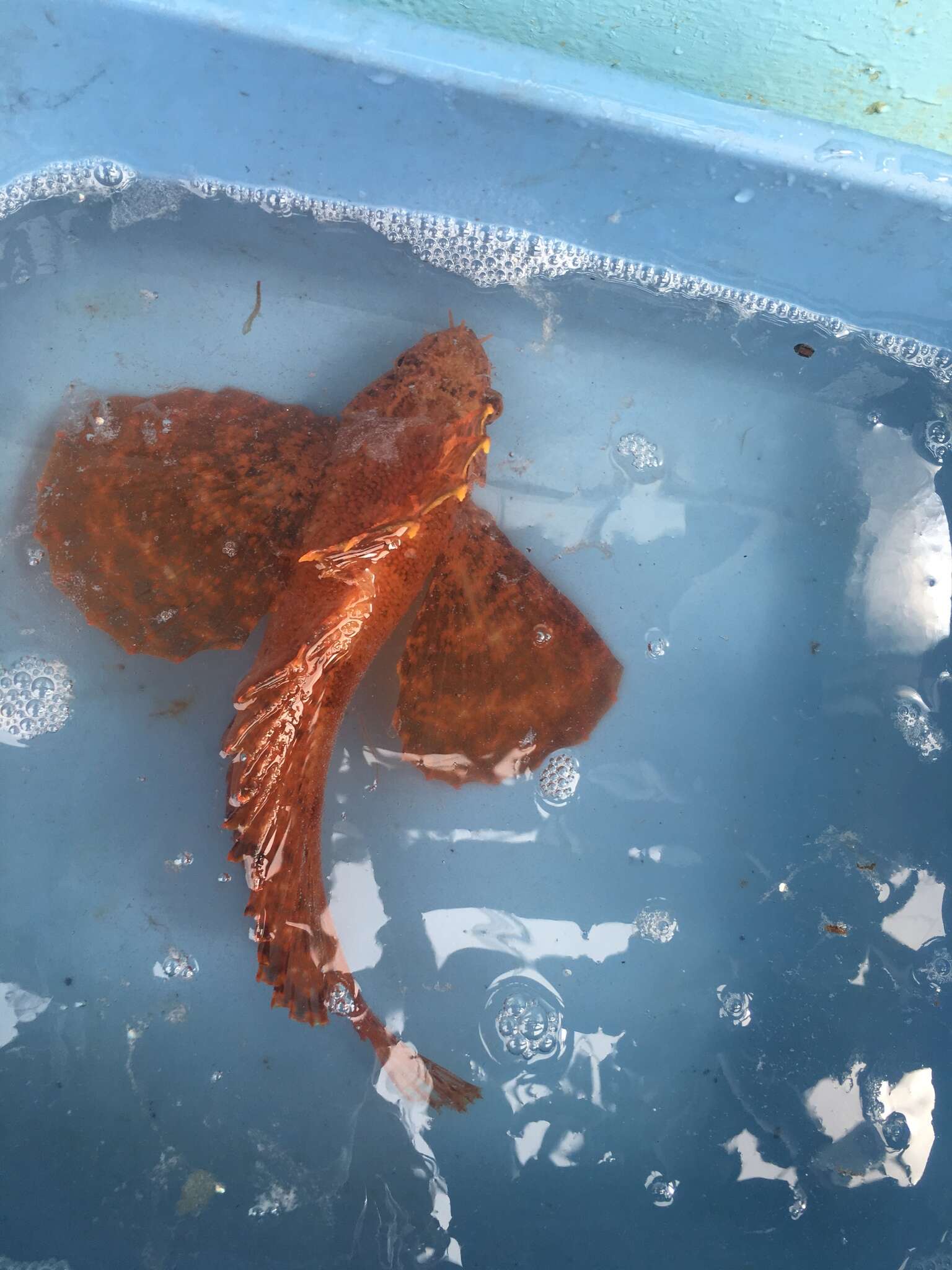 Image of Crested sculpin