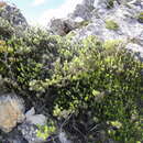 Image of Leucadendron singulare I. Williams