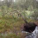 Imagem de Casuarina glauca Sieber