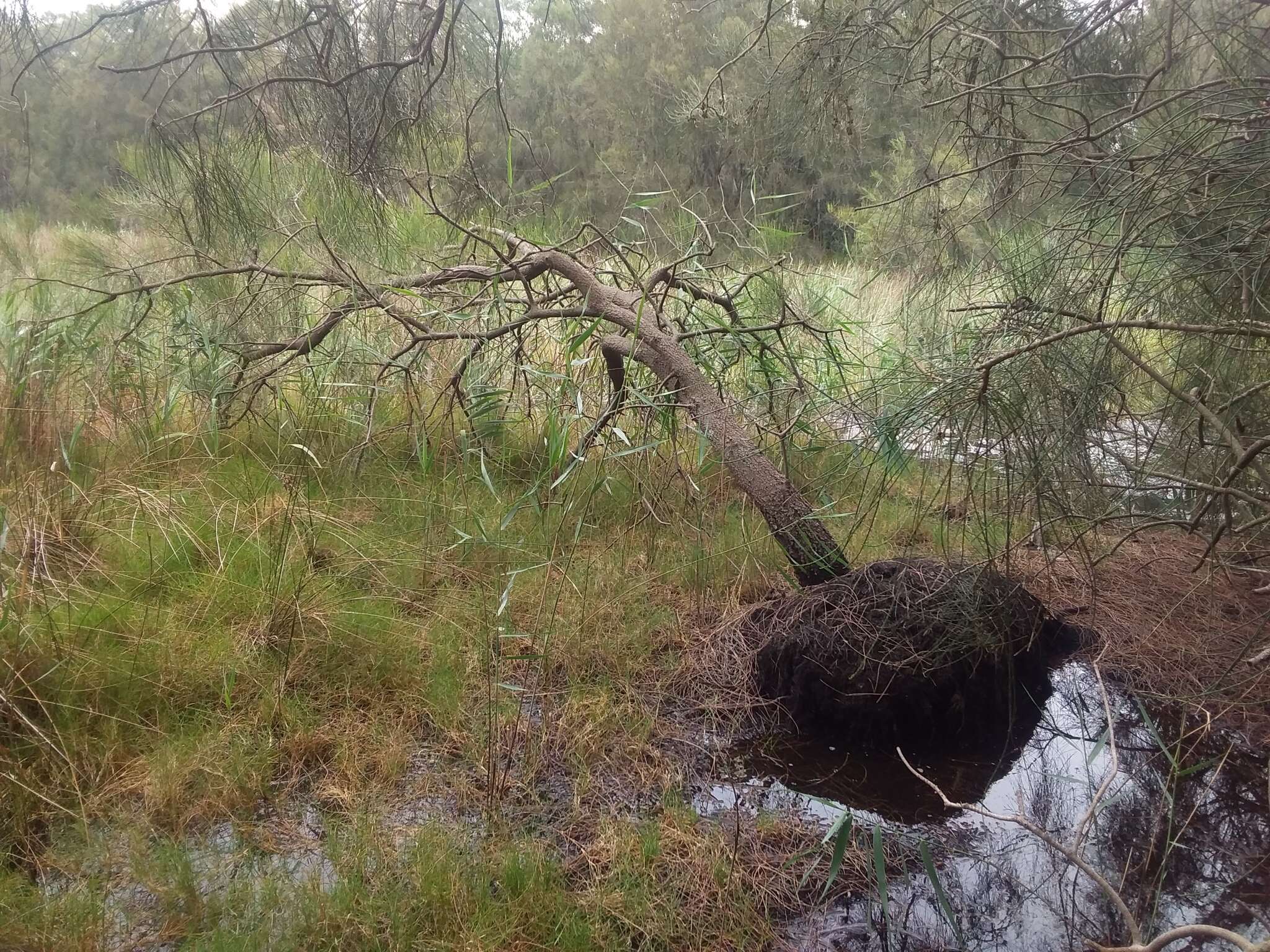 Image of gray sheoak