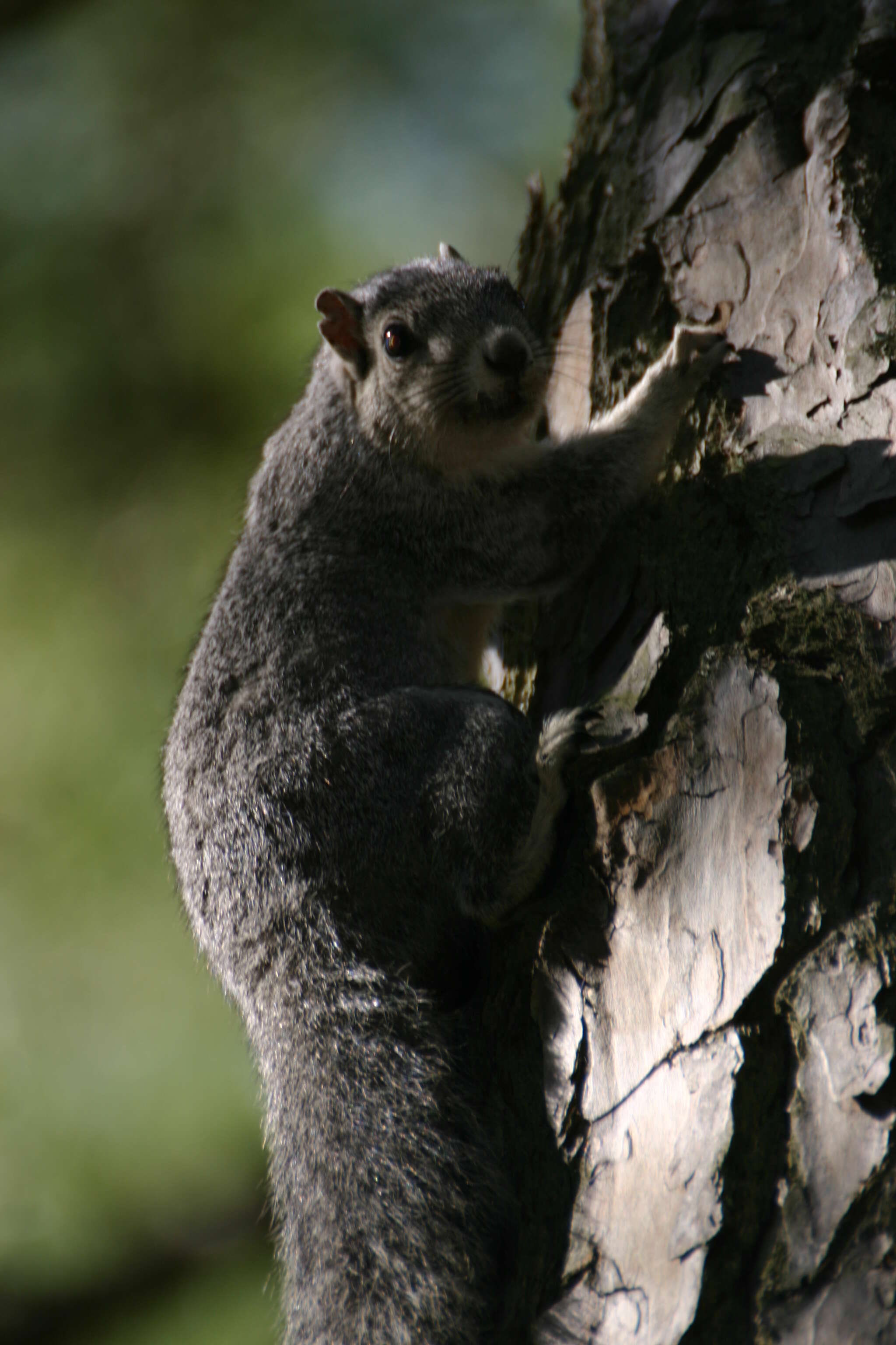 Image of Sciurus subgen. Sciurus Linnaeus 1758