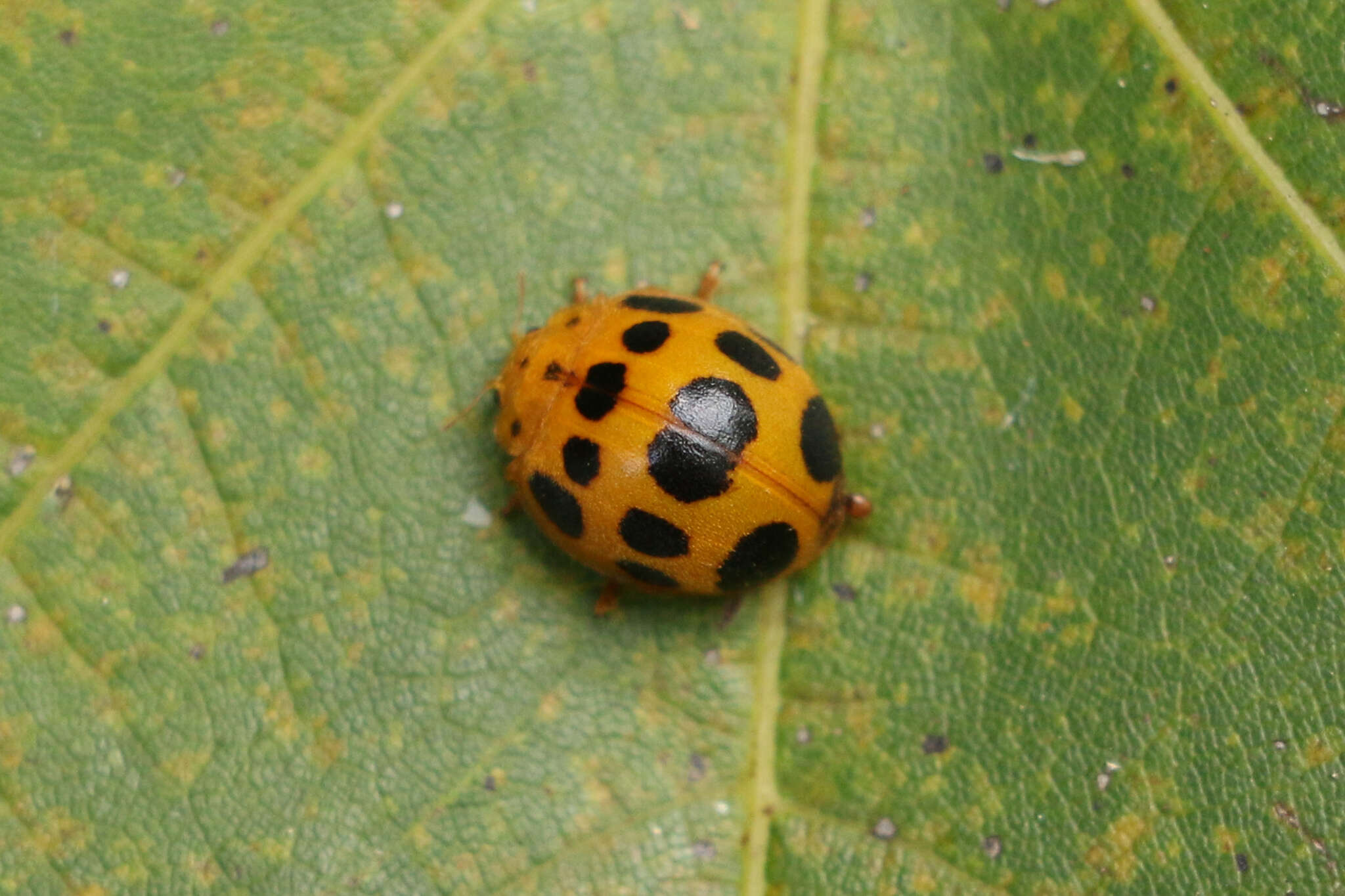 Plancia ëd Epilachna borealis (Fabricius 1775)