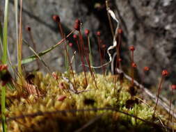 Image of woolly apple-moss