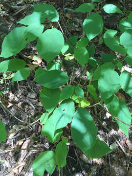 Image of ashy hydrangea