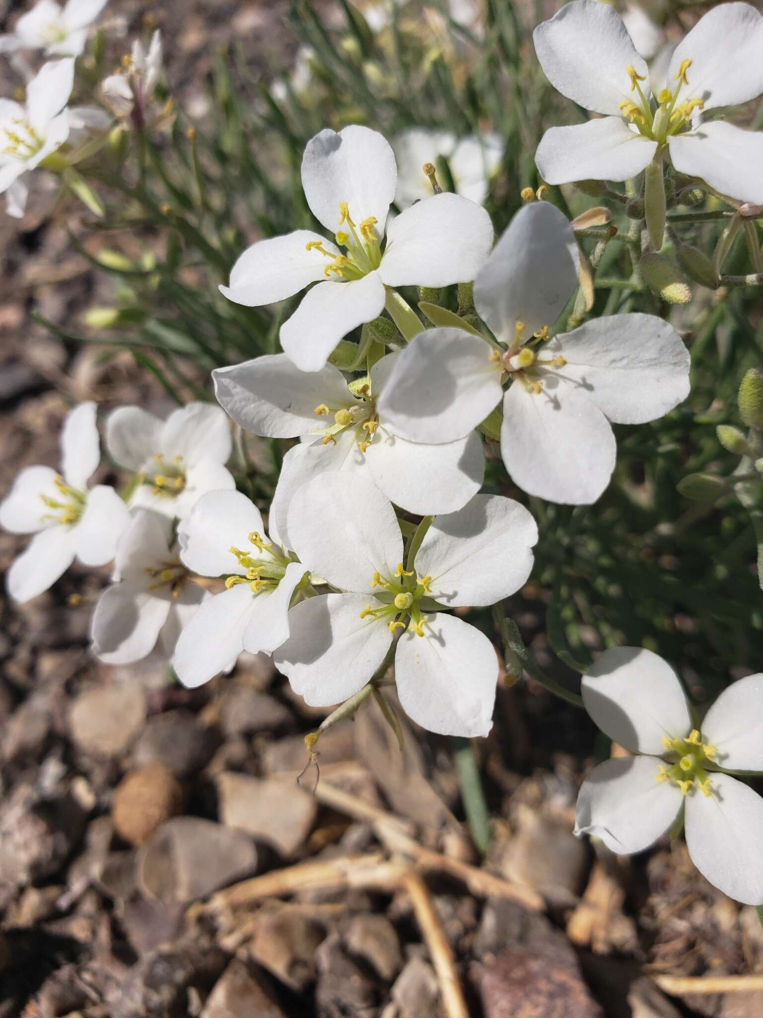 Image of White Sands fanmustard