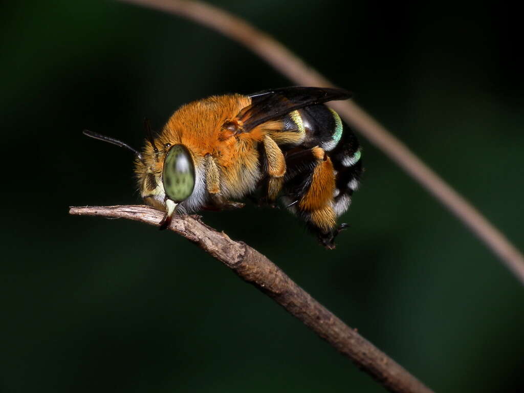 Sivun Amegilla cingulata (Fabricius 1775) kuva