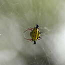 Image of Actinacantha globulata (Walckenaer 1841)