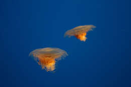 Image of Lion's Mane Jellyfish