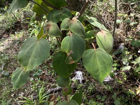 Imagem de Miconia umbellata (Mill.) Judd & Ionta