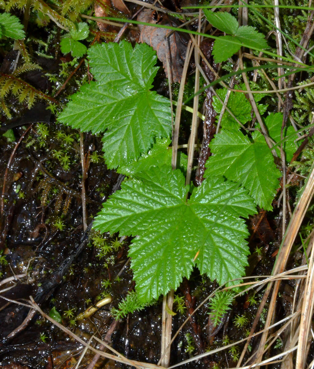 Plancia ëd Filipendula occidentalis (S. Wats.) T. J. Howell