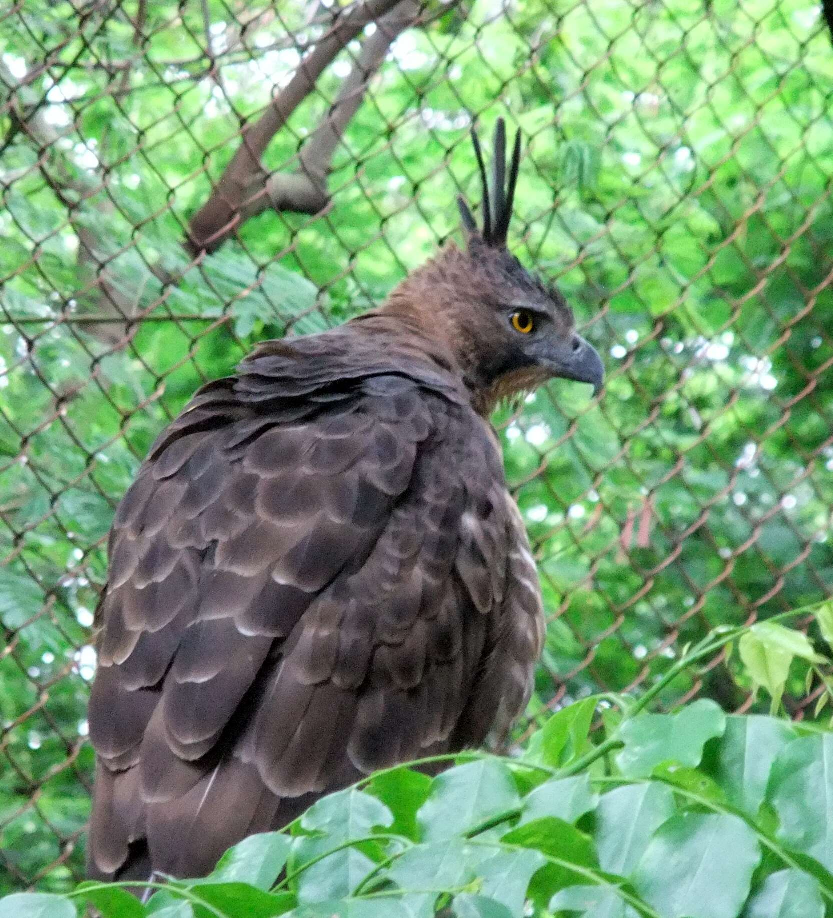 Nisaetus bartelsi (Stresemann 1924) resmi