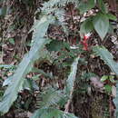 Image of Heliconia angusta Vell.